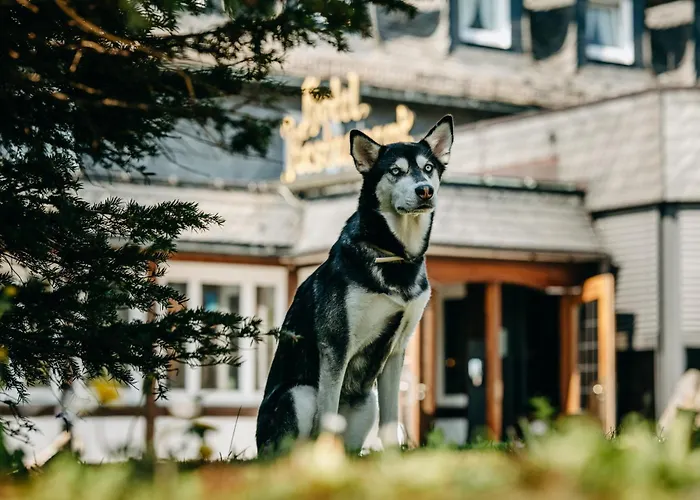 Romantik Astenkrone Winterberg